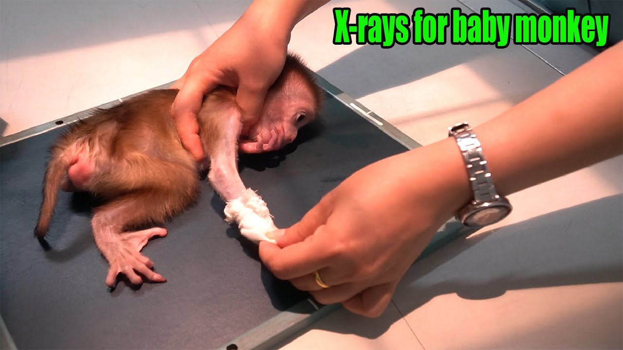 Give the baby monkey one hand go to take x rays and discharge from hospital • Monkey KiKi