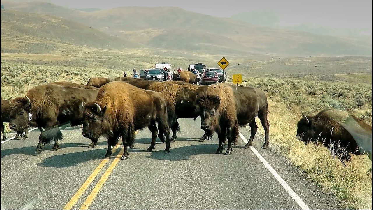 Huge Bison Herd Crosses Road - Yellowstone National Park