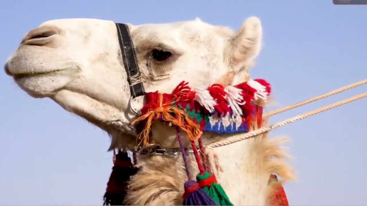 قصيدة الشاعر خالد سليمان العامري العطوي بمناسبة احتفال قبيلة بني عطية في جادة الابل بتبوك