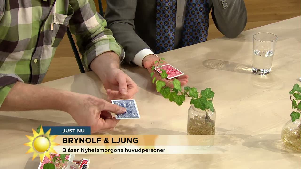 Trolleriproffsen Brynolf & Ljung lurar brallorna av Anders - Nyhetsmorgon (TV4)