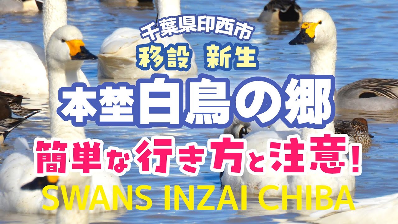 移設！本埜白鳥の郷の最新情報・行き方と注意｜千葉県印西市 Swans in MOTONO INZAI City Chiba