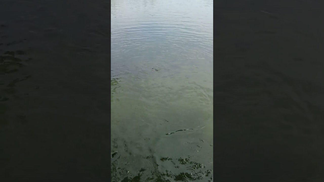 #barish
