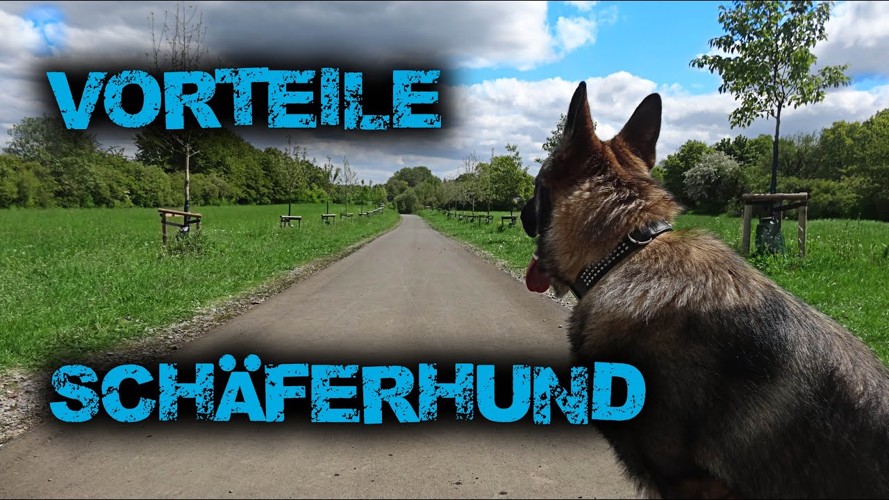 5 gute Gründe FÜR einen SCHÄFERHUND / DDR Linie / Geschichte deutscher Schäferhund