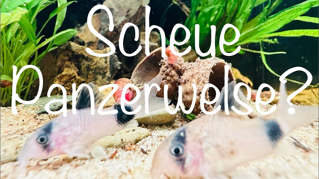 Panzerwelse sind scheu? Mach das! #aquarium #aquaristik