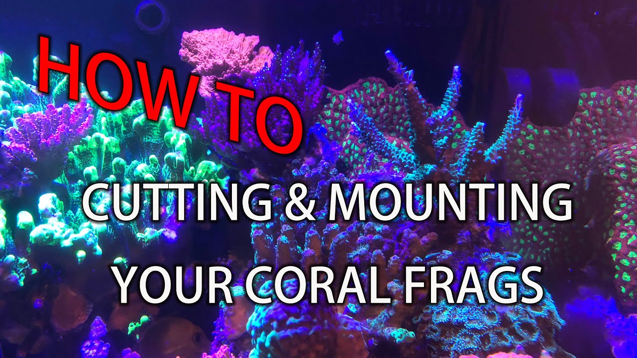 How To: Cutting & Mounting SPS Coral Frags