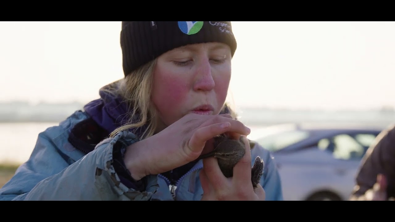 Ricelands: Cultivating California's Environmental Crop (FULL VIDEO)