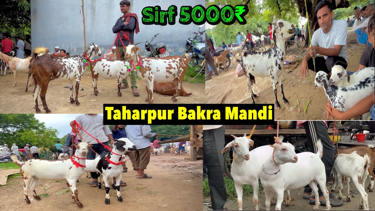 आज का बाज़ार रेट || 9/9/2025 ||Taharpur Bakra Mandi Live Update  With Prices Moradabad UP