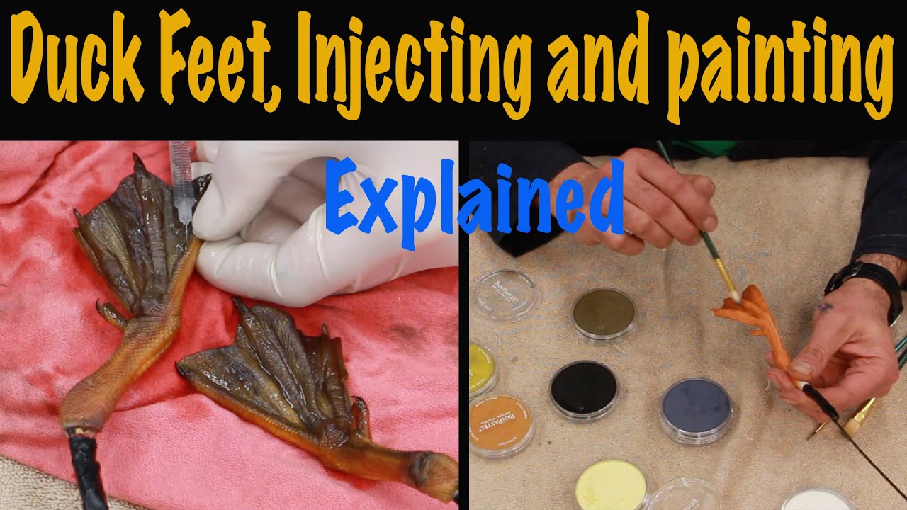 BLACK DUCK  Series part 1-6, Injecting & Painting the Feet.  Art of Taxidermy.