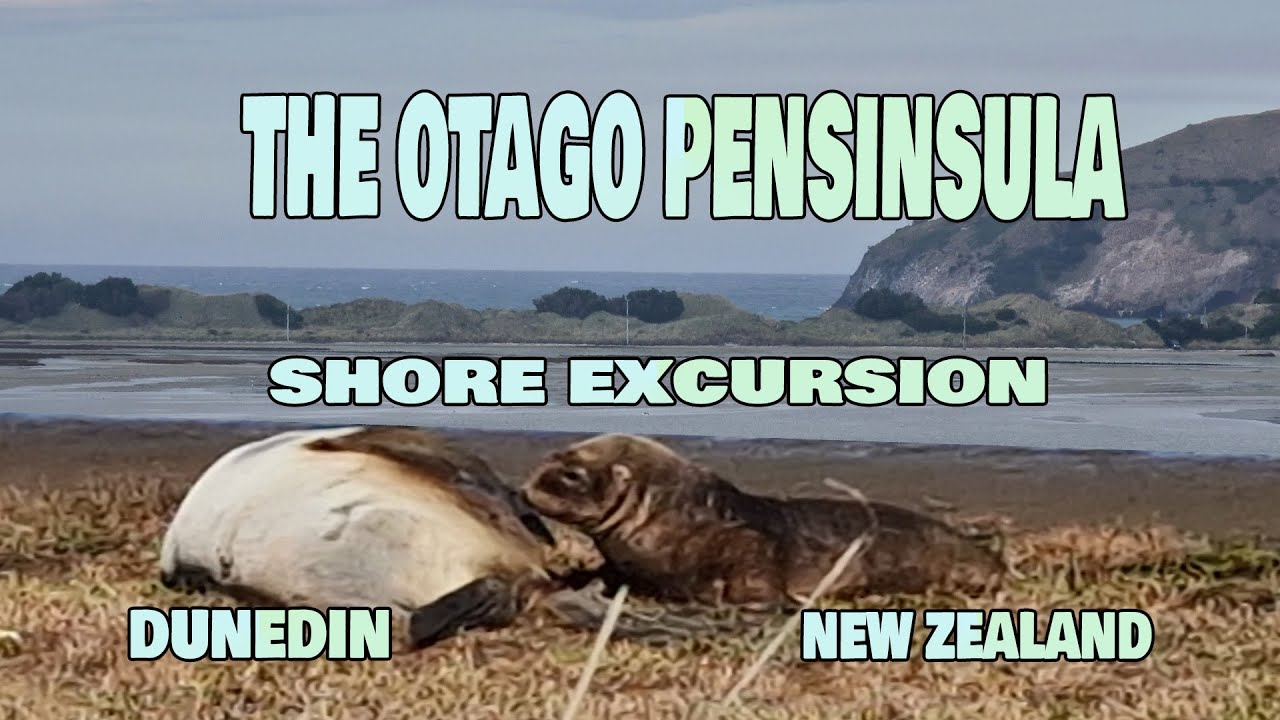 [4K] The Otago Pensinsula Shore Excursion - Dunedin - New Zealand