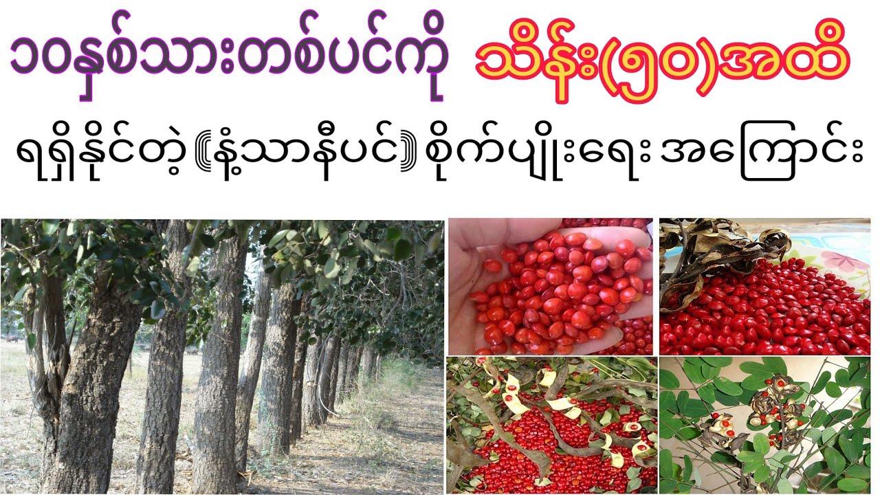 တစ်ပင်သိန်း(၅၀)အထိရနေတဲ့ နံ့သာနီပင်အကြောင်း