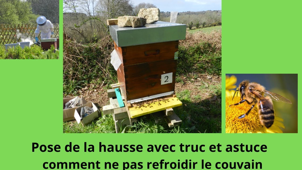 Pose de hausse sur ruche forte éviter l'essaimage petit truc pour pas refroidir le couvain 1 avril