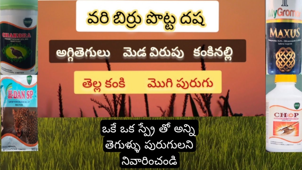 వరి పొట్ట దశ లో వచ్చే తెగుల్లకి&పురుగులకి స్ప్రే చేయాల్సిన మందులు? best pesticides&fungicides?