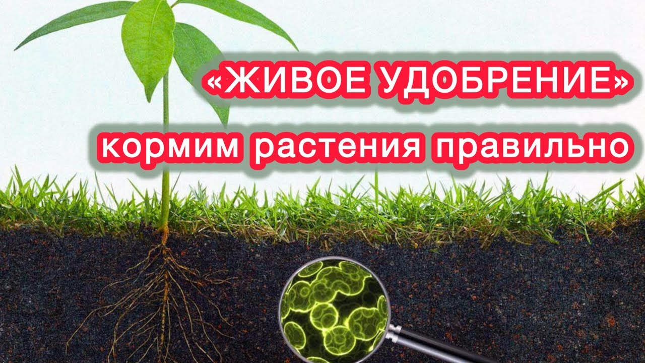 ГОЛОВА ИДЁТ КРУГОМ - какими удобрениями пользоваться. Вопрос-ответ