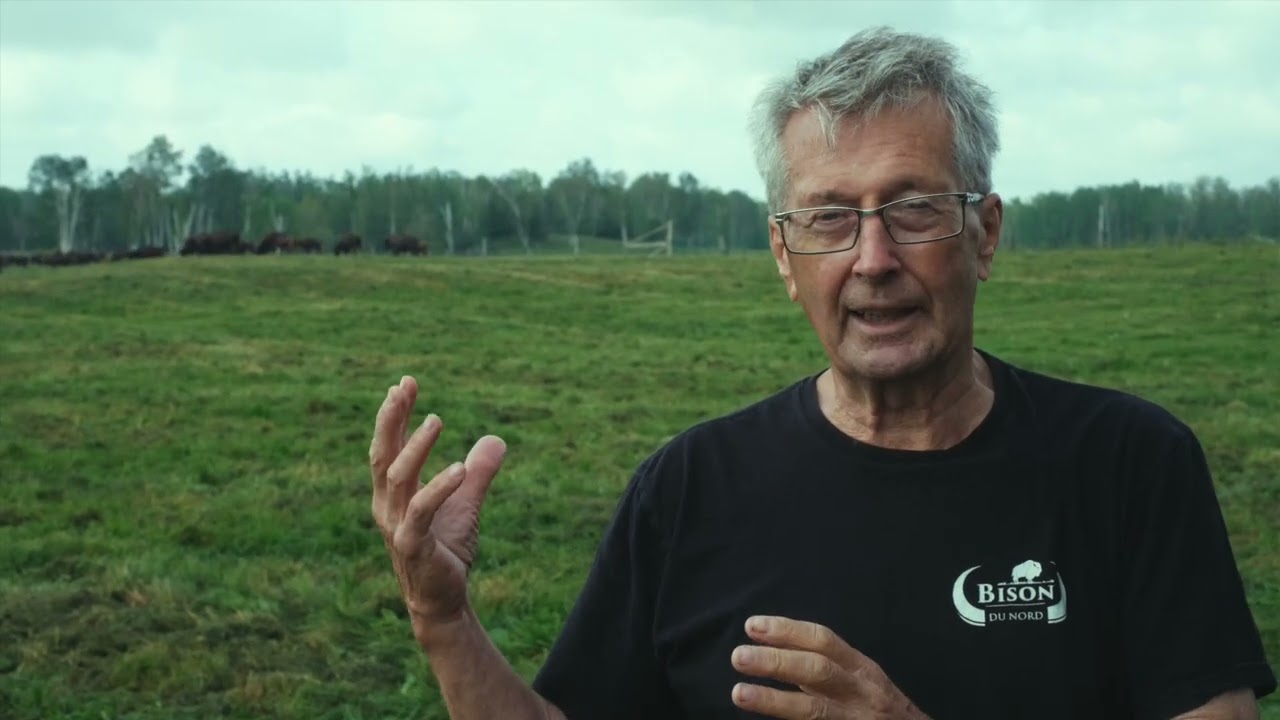 Troupeau sauvage au pâturage