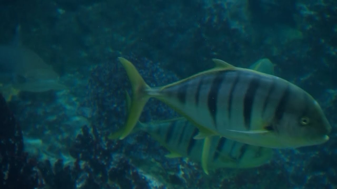 Pittsburgh Zoo & Aquarium exploring the idea of a North Shore Aquarium
