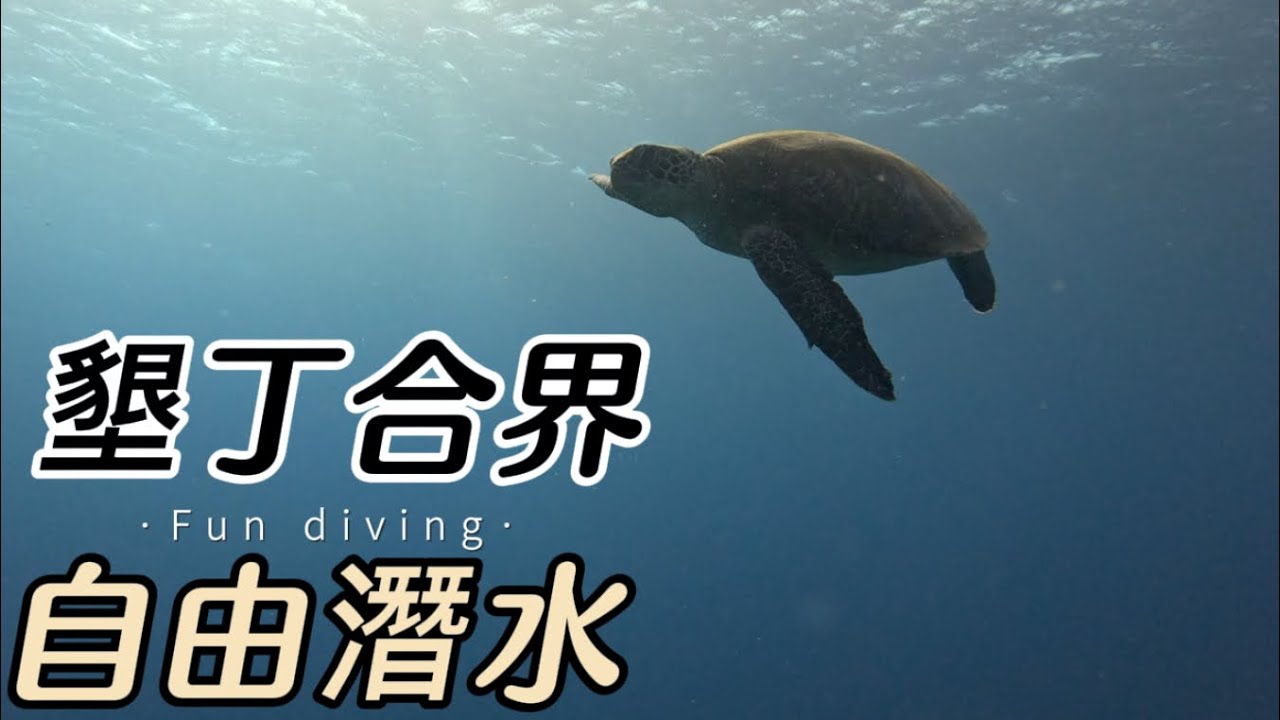 自由潛水看見美麗的珊瑚和硨磲貝/墾丁合界/水下八米／2024.10.11