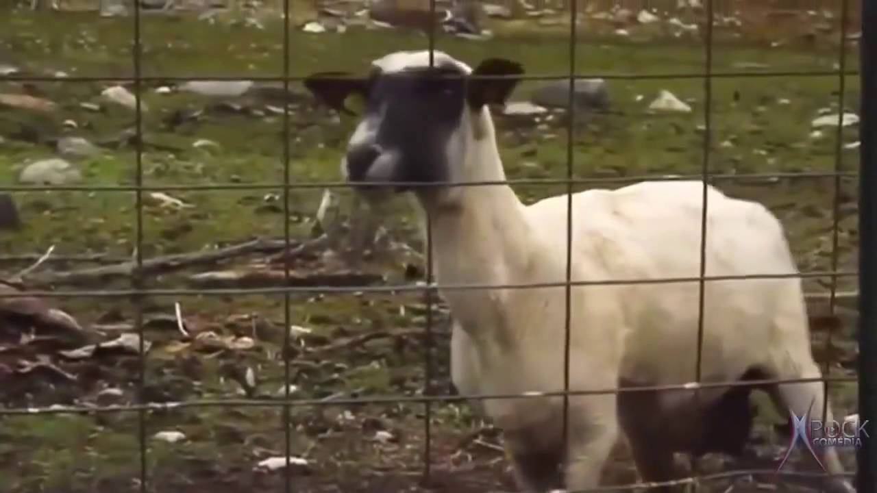 Cabras gritando como humanos #1 online video cutter com