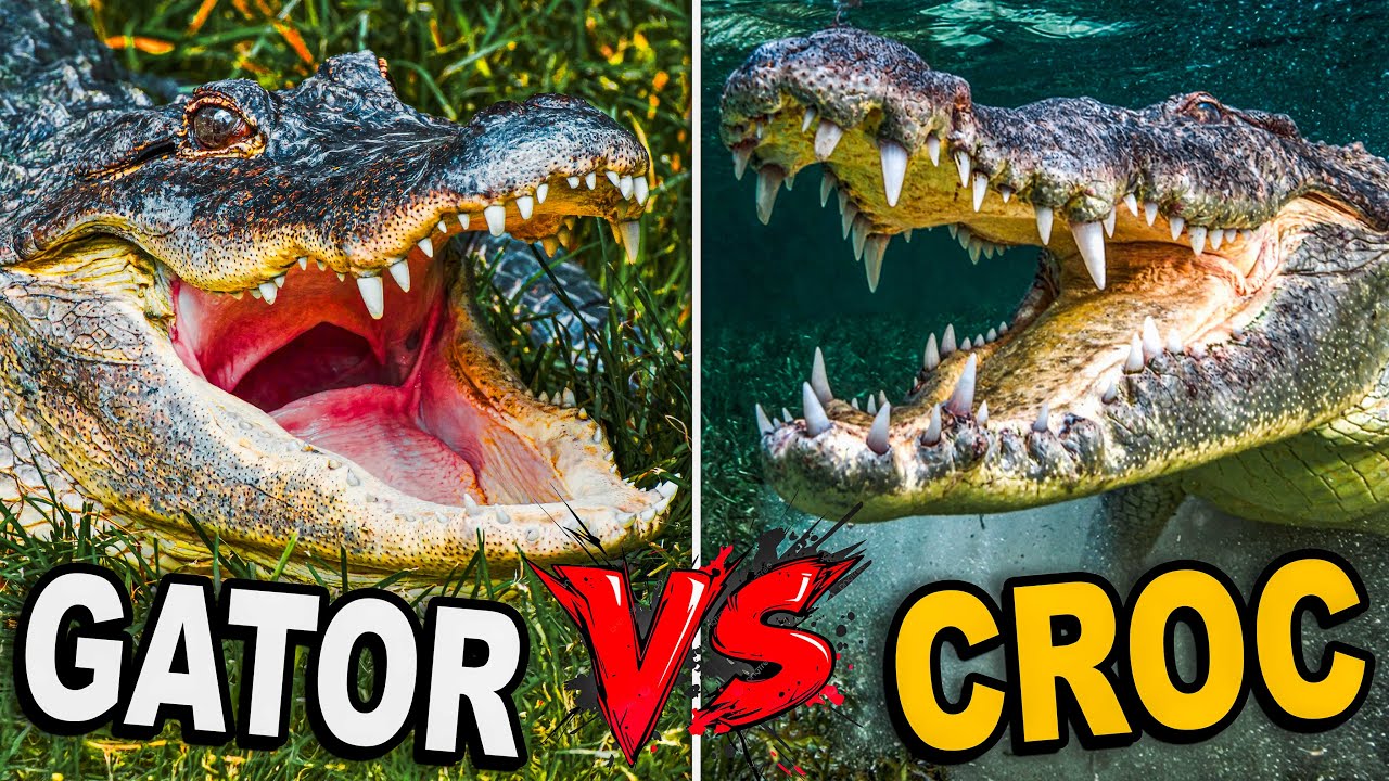 Gator Vs  Crocodile!