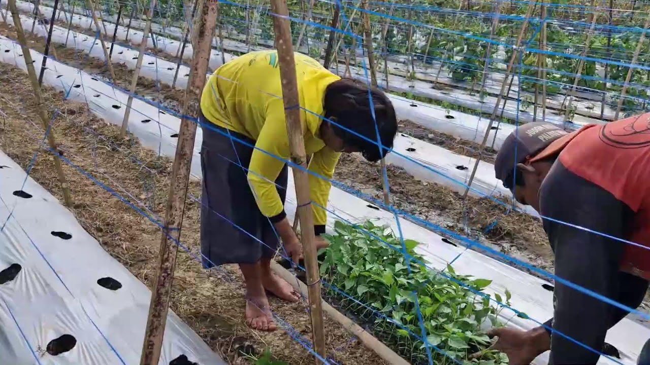 AMAZING CHILI SEEDLING PREPARATION TECHNIQUE EVERY FARMER SHOULD TRY - Agriculture Farming