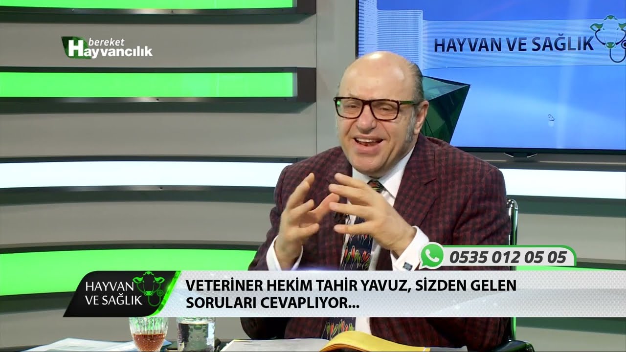 Hayvan Ve Sağlık - Doğum ve Buzağı Bakımı