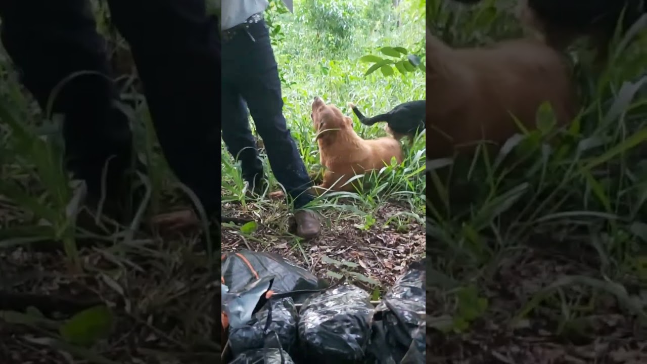 Retirando iscas da mata #viralizarnoyoutube #meliponicultura #viralvideo #asf #naturezasurpreendente