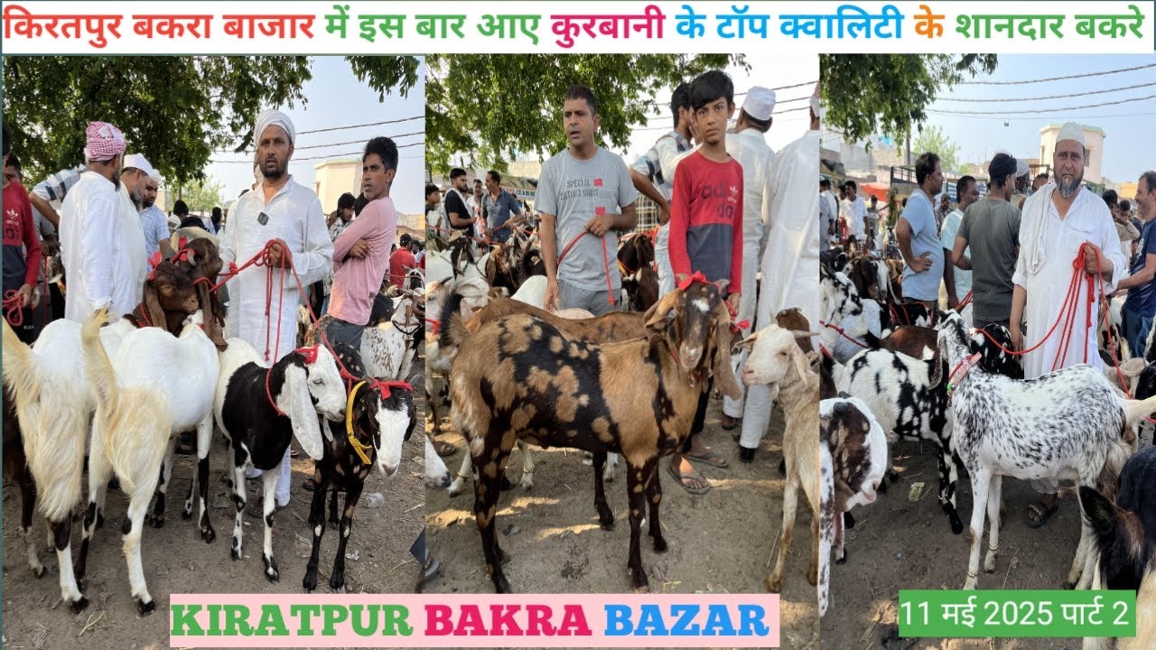 किरतपुर बकरा बाजार की 13 मई 2025 की वीडियो || किरतपुर बकरा बाजार की कुर्बानी के बड़े बकरे की वीडियो