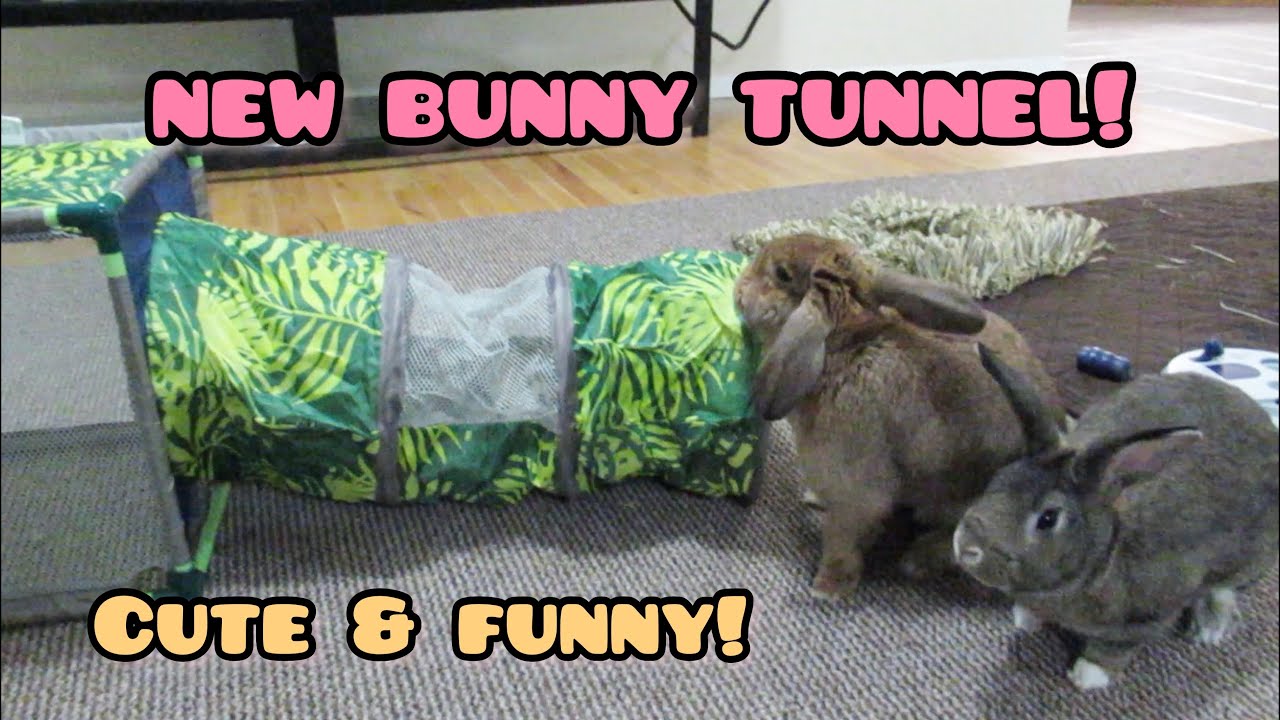 Cute and Funny Bunnies Get a New Tunnel!
