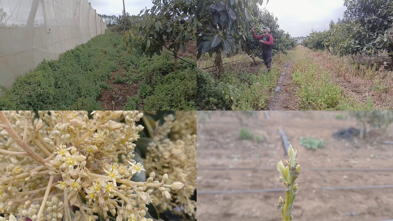 يوميات فلاح الحمد لله الامور ماشية مزيان