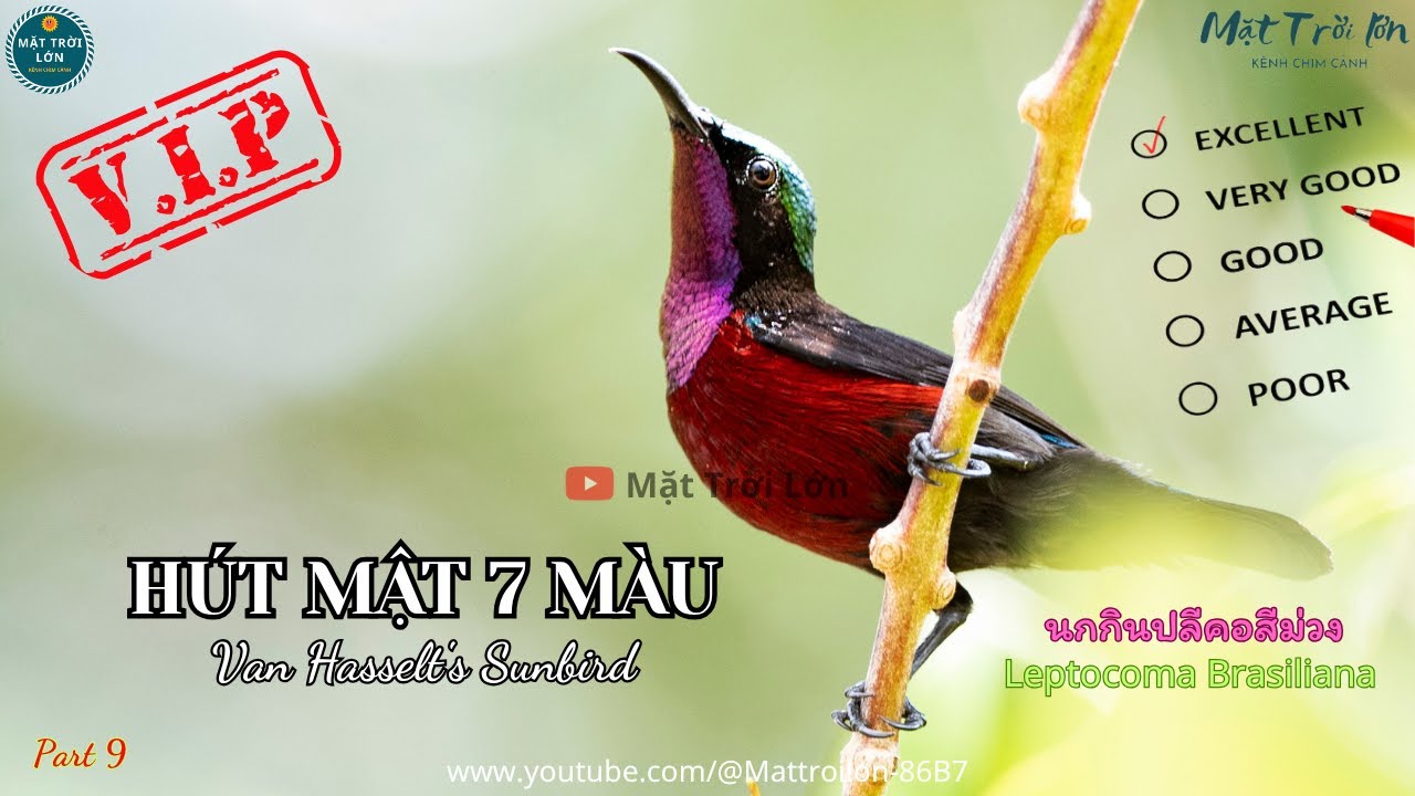 ✅Tiếng chim Hút mật 7 màu mồi chuẩn không tạp âm mp3 | Van Hasselt's Sunbird call (P9) - Video 4K
