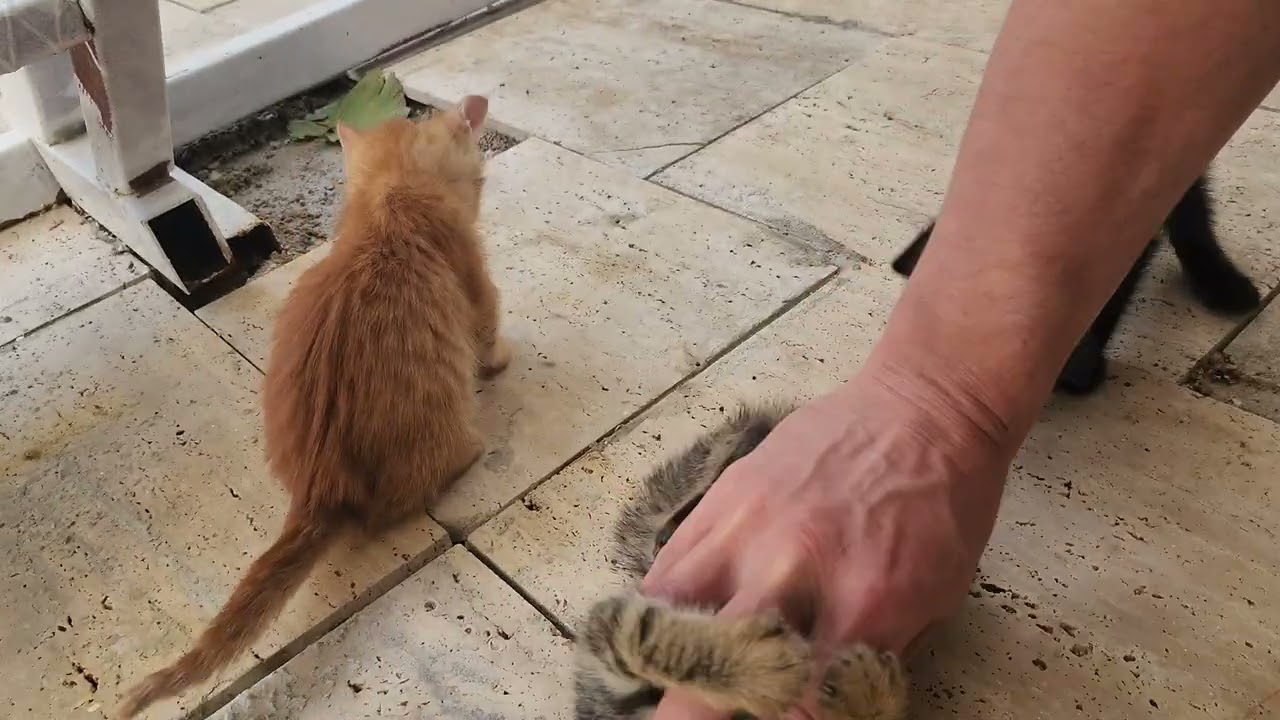 Hail Hit a Kitten in the Eye