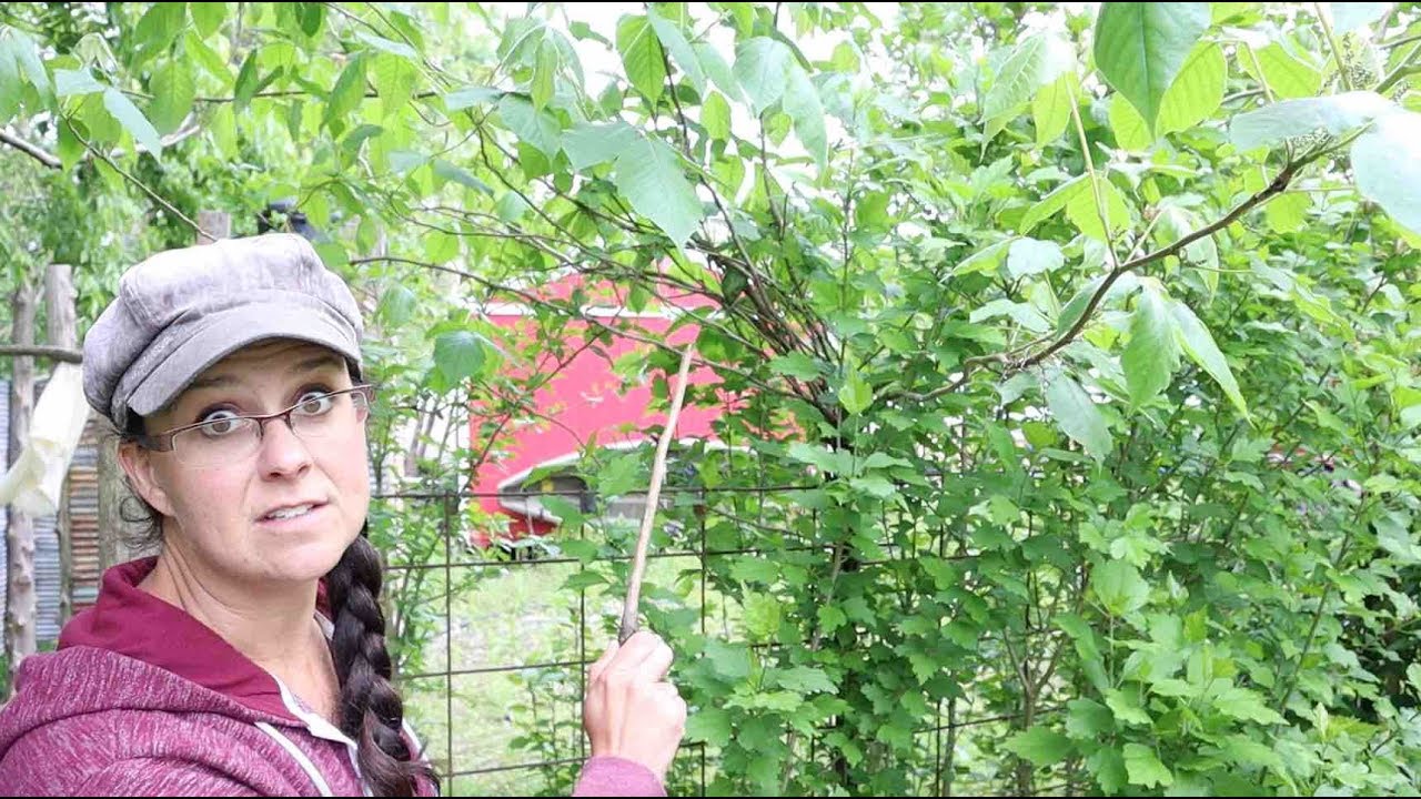 How to Identify Poison Ivy and Common Look-A-Likes