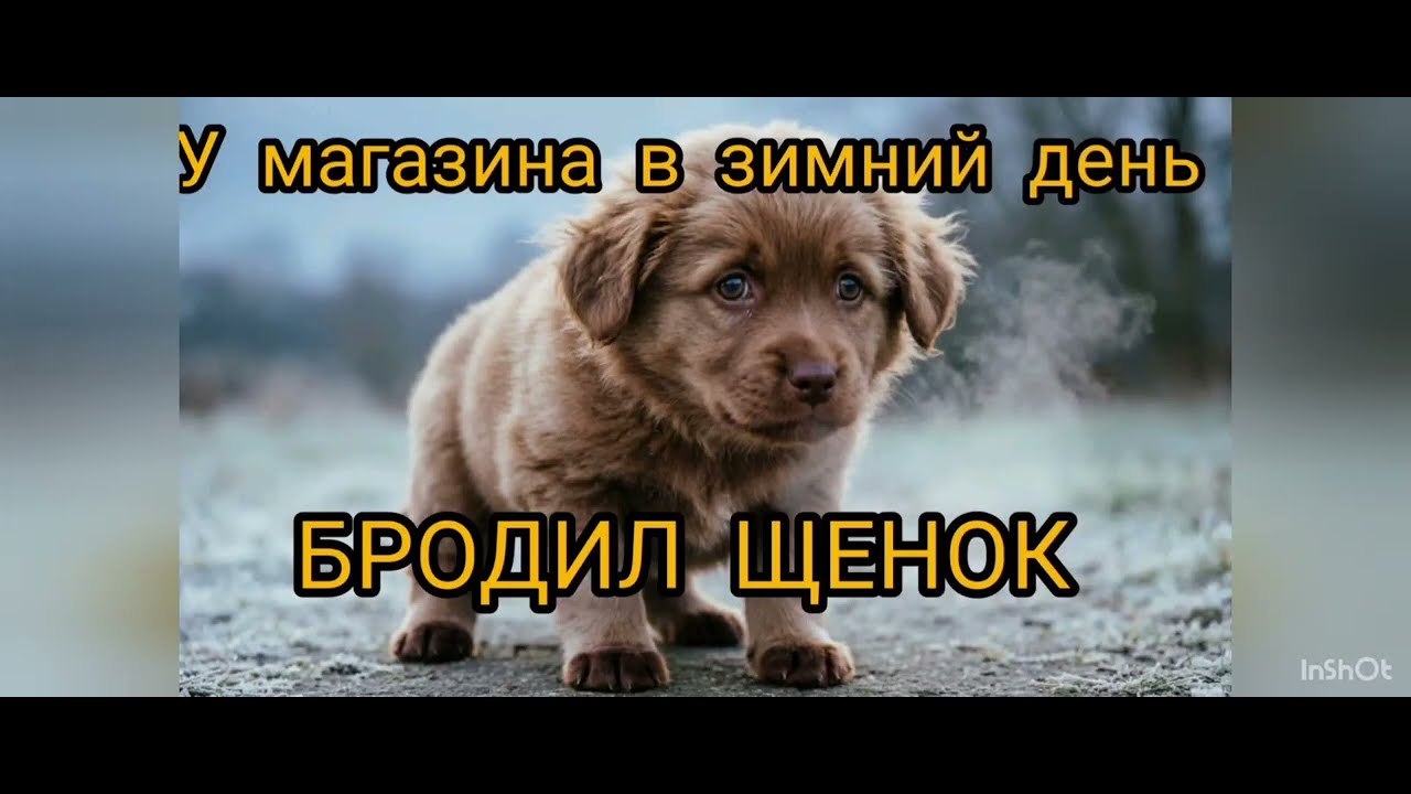 У магазина в зимний день бродил щенок. Слова автора, исполнение и изображение ИИ. 