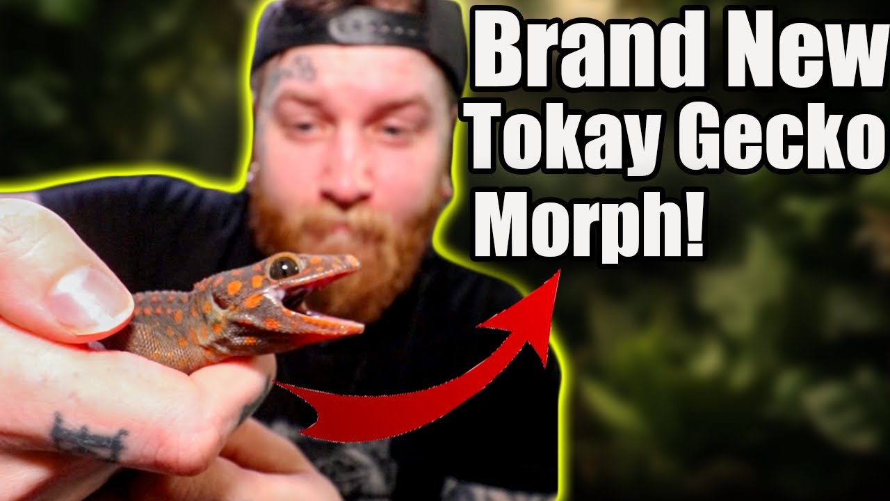 Unboxing A Tokay That Will Make A World's First Tokay Gecko Morph!!!