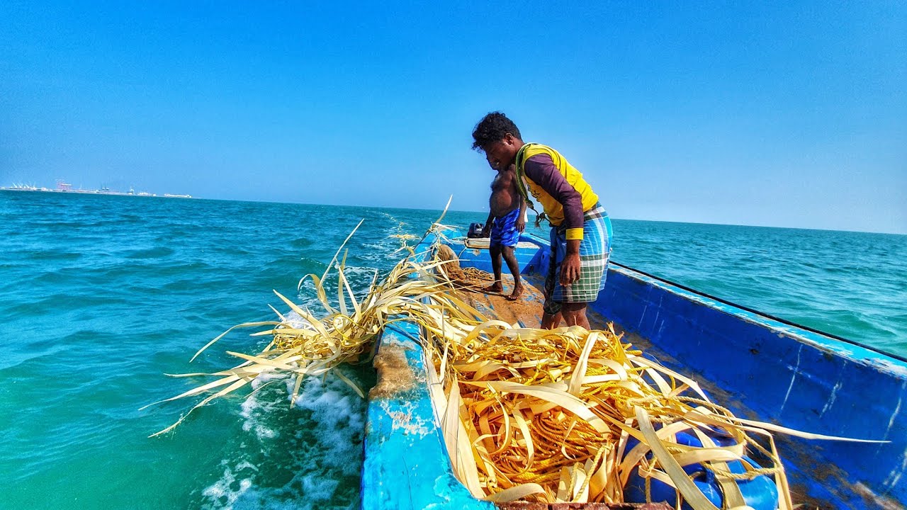 பனை ஓலையை வைத்து மீன்கள் பிடிப்பது @தூத்துக்குடி மீனவன் | Fishing with palm leaves