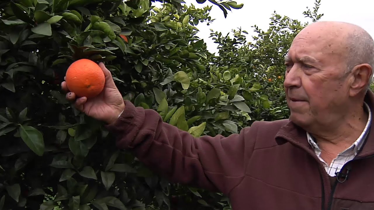 Enero es tiempo de naranjas en la comarca sevillana de Los Alcores