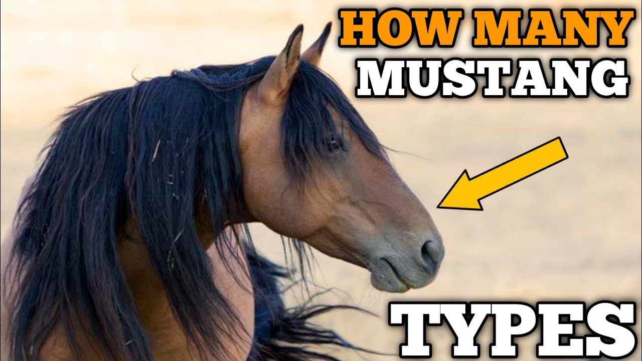 How Many Types of Mustang Horses | How to Catch One Legally #mustang #mustanghorse 