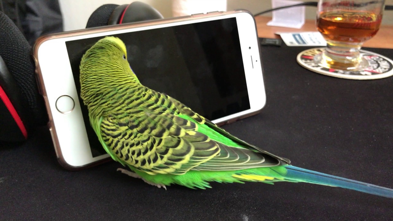 Bird Talks To iPhone - 4K video!