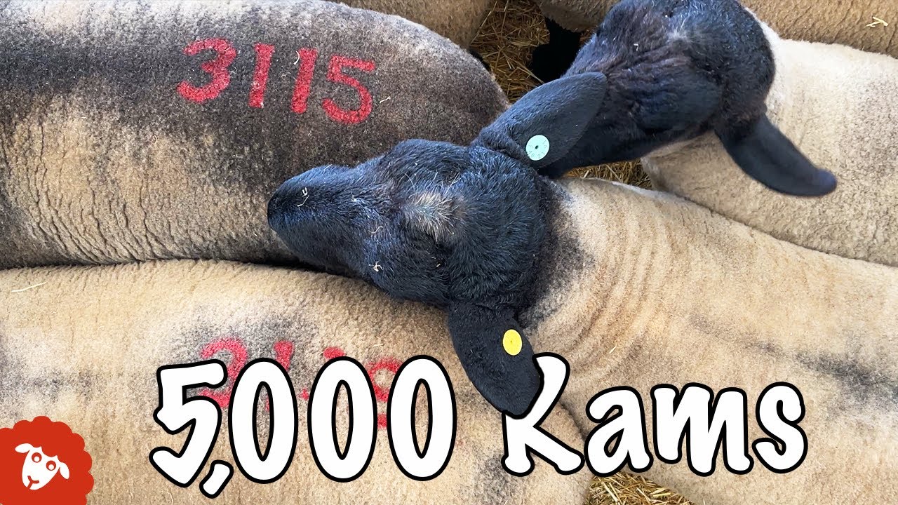 САМАЯ БОЛЬШАЯ РАСПРОДАЖА ОЗУ в Европе!
