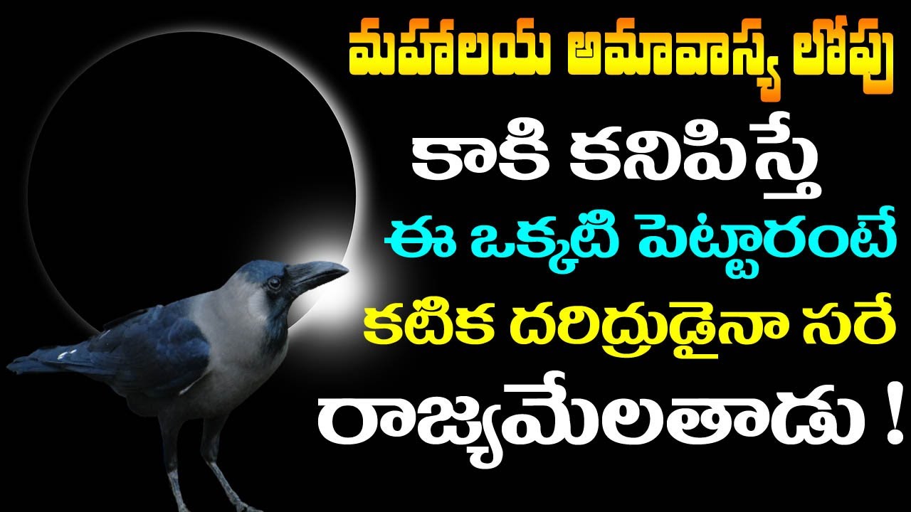 మహాలయ అమావాస్య లోపు కాకి కనిపిస్తే ఈ ఒక్కటి పెట్టారంటే కటిక దరిద్రుడైనా రాజ్యమేలతాడు !