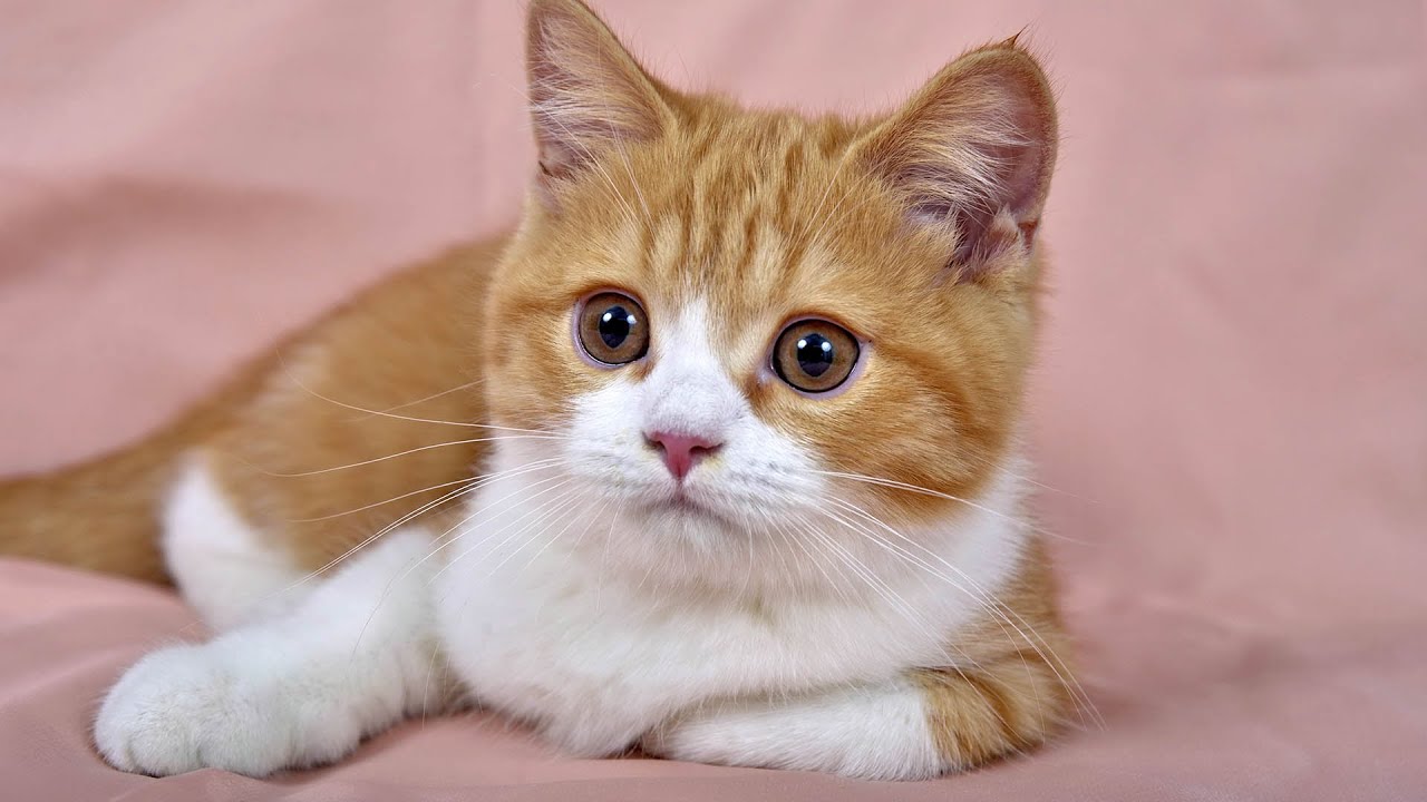 10 часов музыки, которую любят кошки 😽🎵 Колыбельные для кошек без рекламы, расслабляющая лечебн...