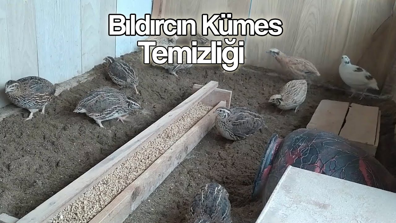 Bıldırcın kümes temizliği yavru bıldırcınları sürüye karıştırdık