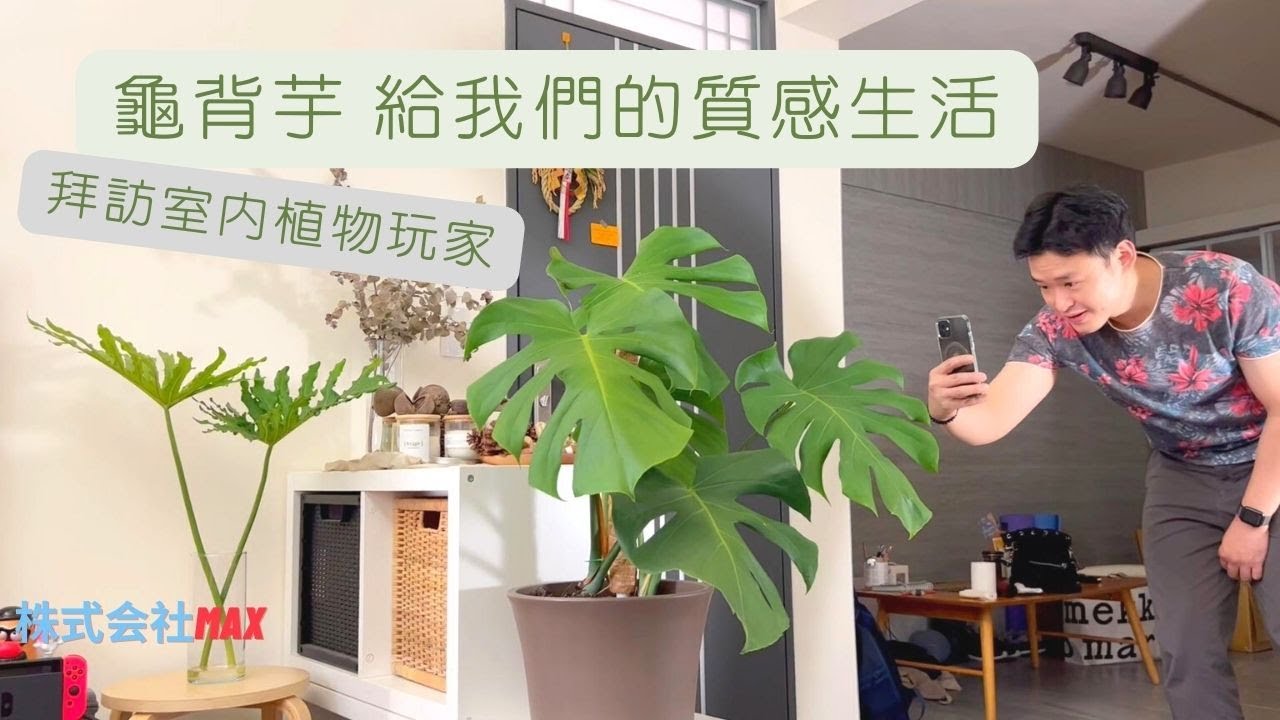 拜訪室內種植玩家 | 一起換盆龜背芋 | 體驗植感生活 -株式会社Max