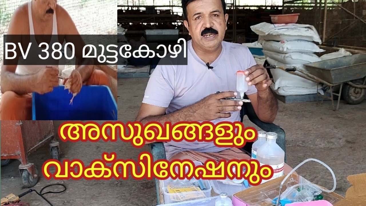 BV 380#മുട്ടകോഴിവാക്സിനേഷൻ#അസുഖങ്ങൾ #Layerbirds vaccination and diseases