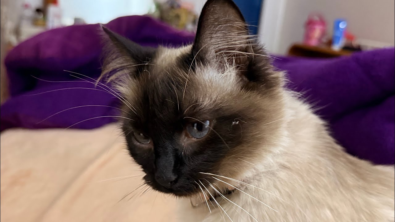 Comment se comporte ma chatte