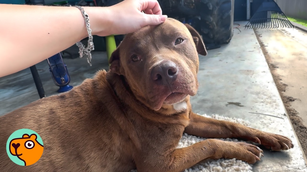 Abandoned Pittie Howled Until One Lady Noticed Him | Cuddle Buddies
