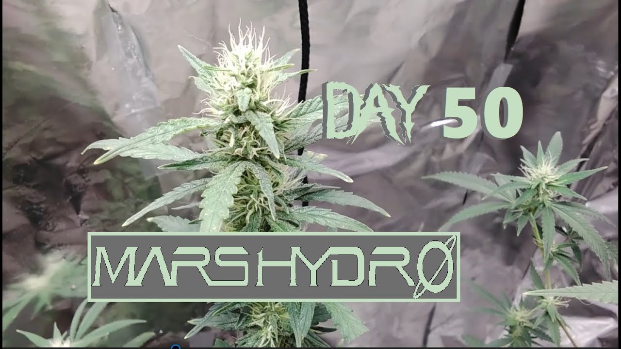 Buds Look Nice getting there soon, Mars Hydro Grow Light Grow Diary