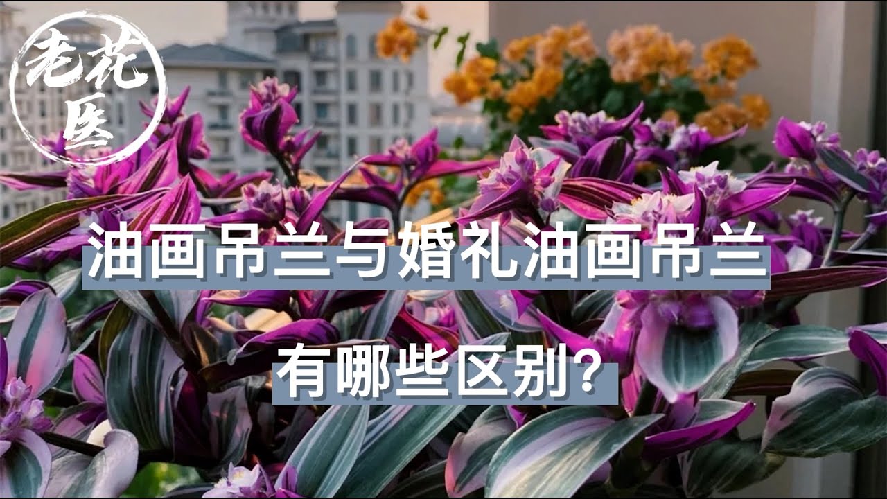 【老花医植物推荐】油画吊兰与婚礼油画吊兰有哪些区别？随手一扔就能活？！Differences between Tradescantia Nanouk and Fluminensis Tricolor