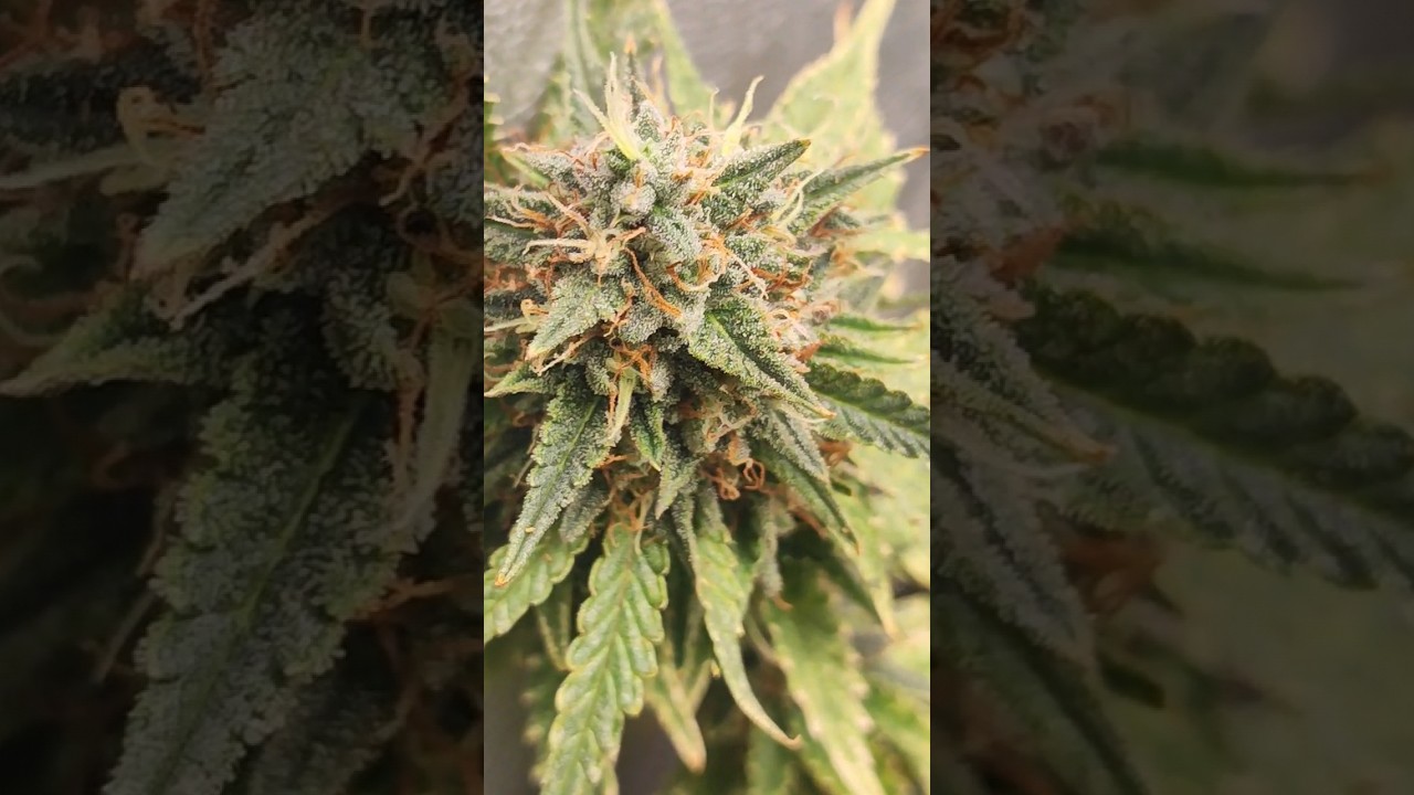 Haze Banana Blaze Auto CBD #love #best #scary #technology #komedi