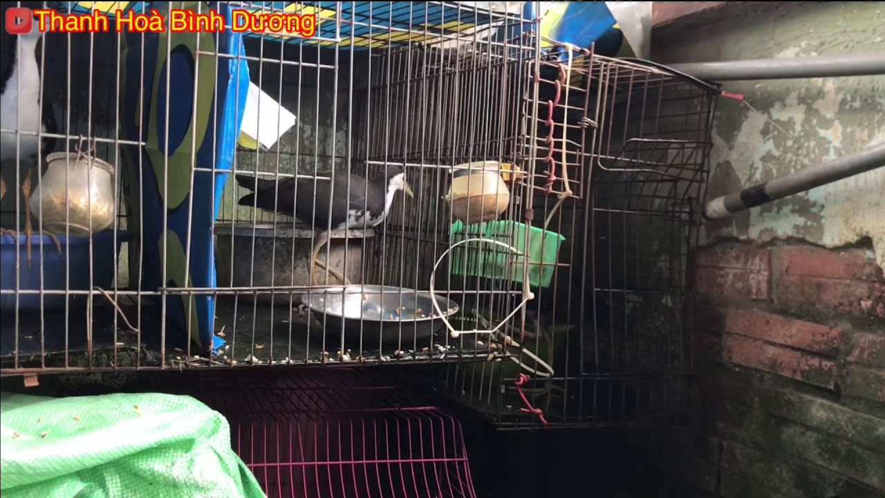 Chia sẻ tổng hợp cách nuôi quốc bổi làm mồi chiến-Thanh Hoà Bình Dương