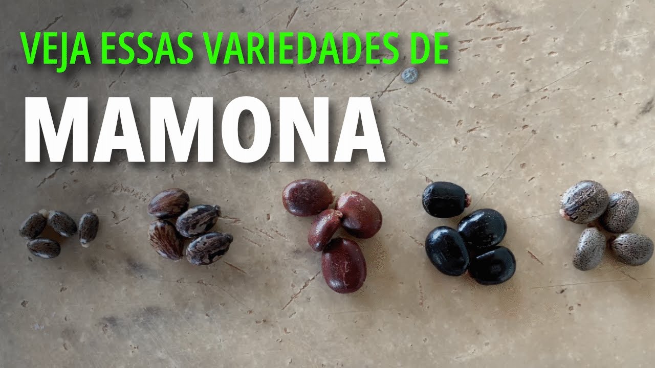 4 Variedades Incríveis (Vermelha, Sangue de Boi, Paraguaçu, Coti) Benefícios Agrícolas e o PERIGO!